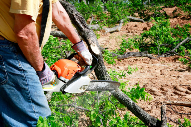 Los Banos, CA Tree Service Company